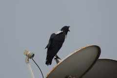 Corvus albus