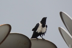 Corvus albus