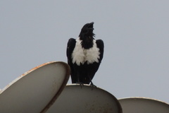 Corvus albus
