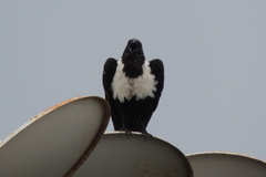 Corvus albus