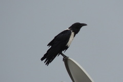Corvus albus