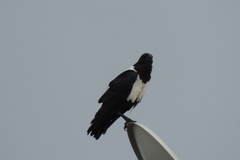 Corvus albus