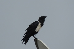 Corvus albus