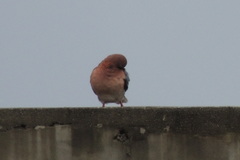 Streptopelia senegalensis