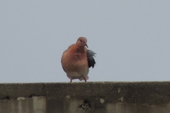 Streptopelia senegalensis