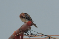 Streptopelia senegalensis