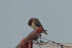 Streptopelia senegalensis