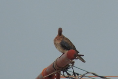 Streptopelia senegalensis