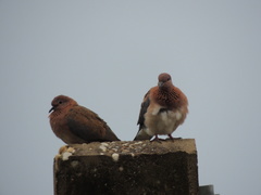 Streptopelia senegalensis
