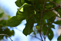 Vaccinium calycinum