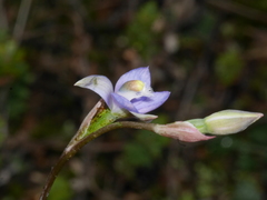 Thelymitra colensoi