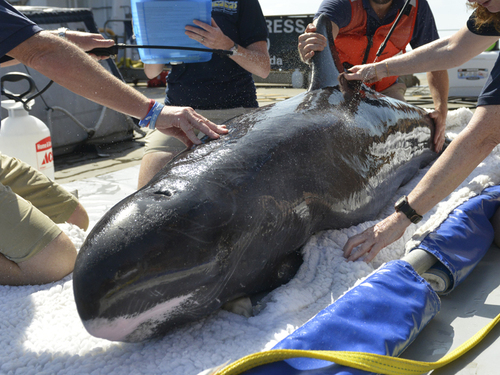 Pygmy Killer Whale