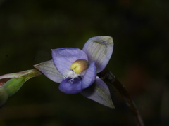 Thelymitra colensoi