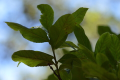 Vaccinium calycinum
