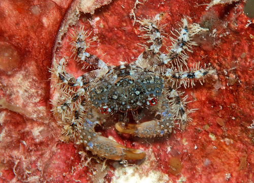 Luniella pugil observed 2010-07-19
