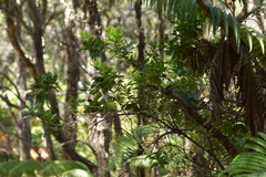 Vaccinium calycinum