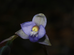 Thelymitra colensoi