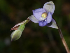 Thelymitra colensoi