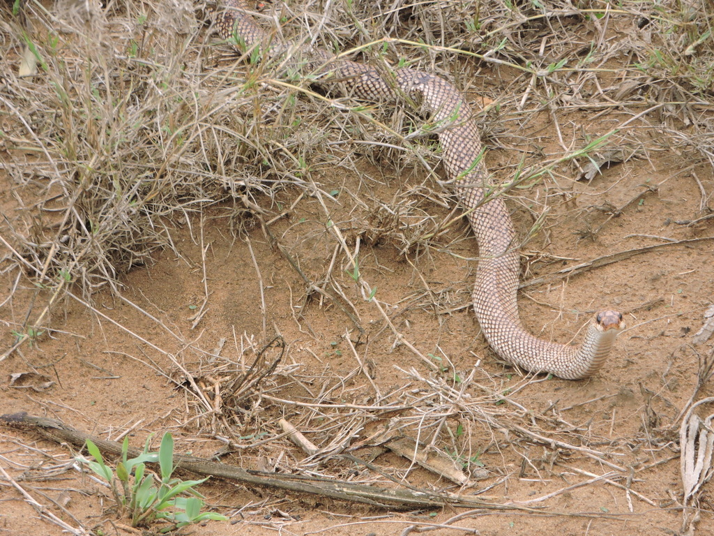 Reticulated Hognose Snake