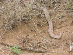 Leioheterodon geayi