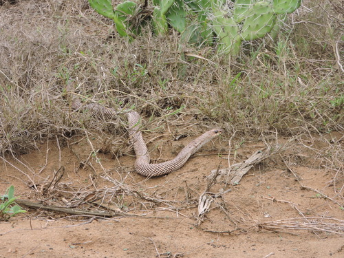 Reticulated Hognose Snake