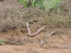 Leioheterodon geayi