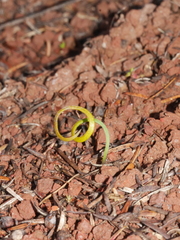 Thelymitra matthewsii