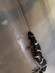 Ambystoma annulatum