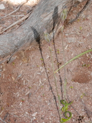 Thelymitra matthewsii