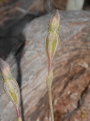 Thelymitra matthewsii