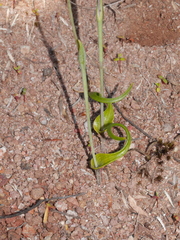 Thelymitra matthewsii