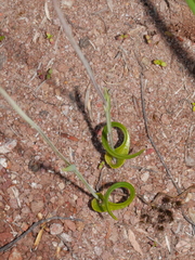 Thelymitra matthewsii