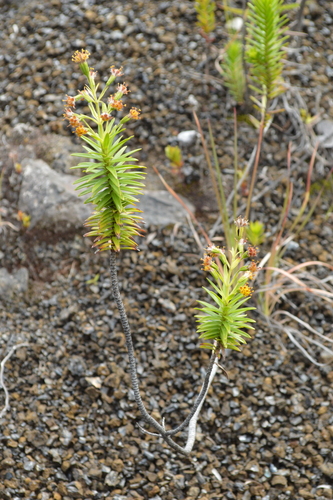 Dubautia ciliolata × scabra