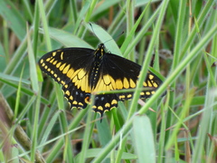 Papilio polyxenes americus