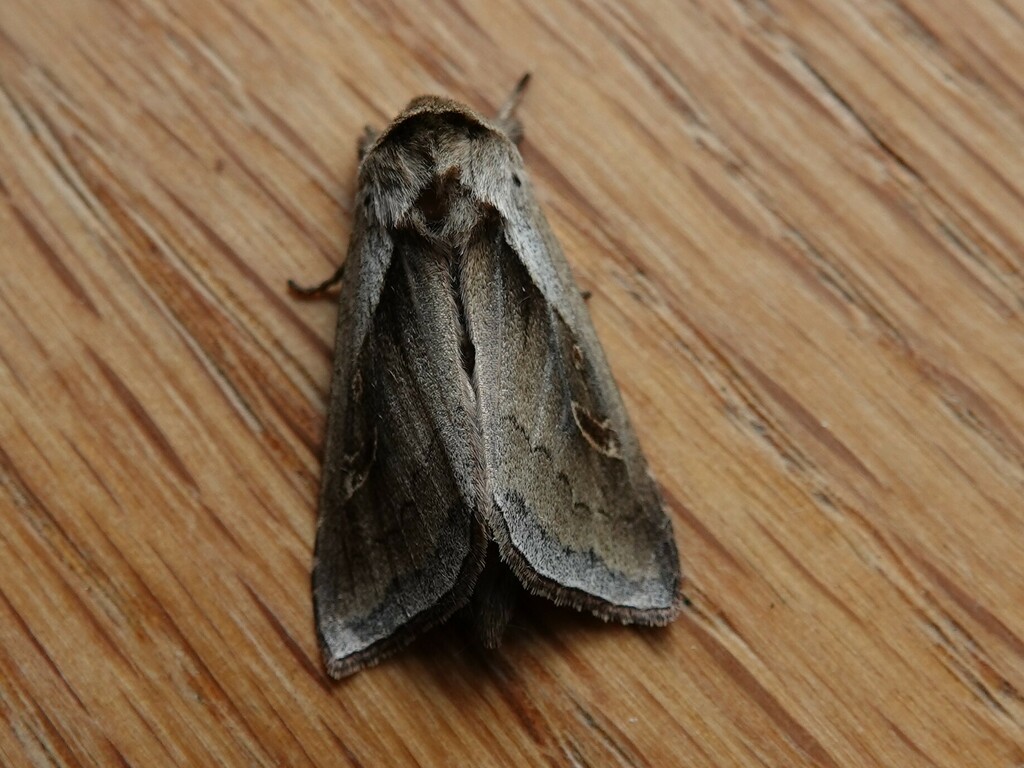 Cattail Borer Moth from Rainy River District, ON, Canada on June 22