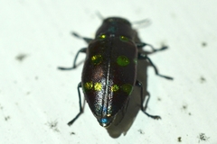 Chrysobothris chrysoela