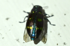 Chrysobothris chrysoela
