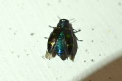Chrysobothris chrysoela
