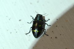 Chrysobothris chrysoela