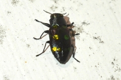 Chrysobothris chrysoela