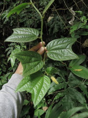 Passiflora costaricensis