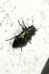 Chrysobothris chrysoela
