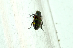 Chrysobothris chrysoela