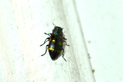 Chrysobothris chrysoela