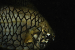 Cleidopus gloriamaris