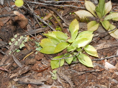 Pterostylis tasmanica