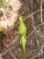 Pterostylis tasmanica