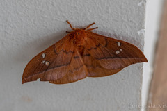 Cricula mindanaensis