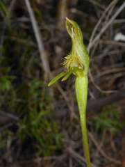 Pterostylis tasmanica