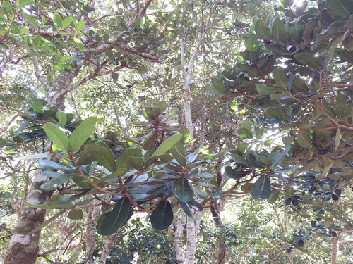 Heritiera littoralis